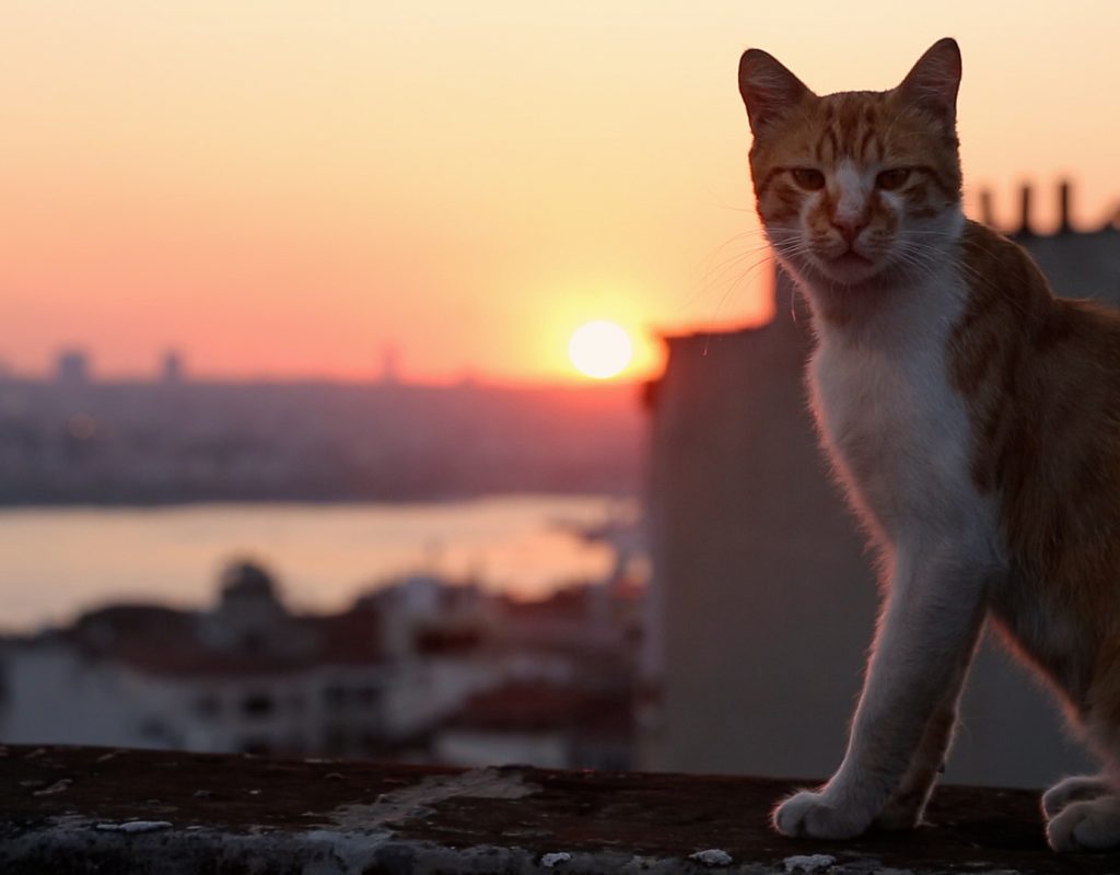 AOTC with editor of the documentary "KEDI" 25