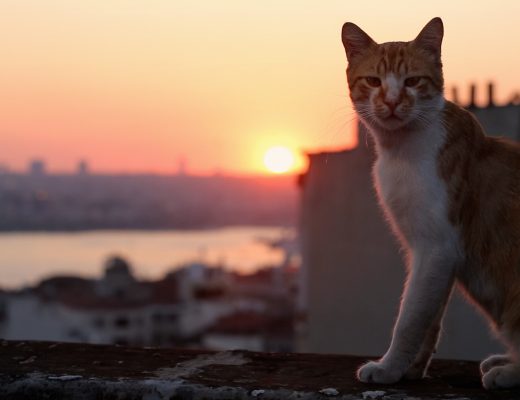 AOTC with editor of the documentary "KEDI" 66