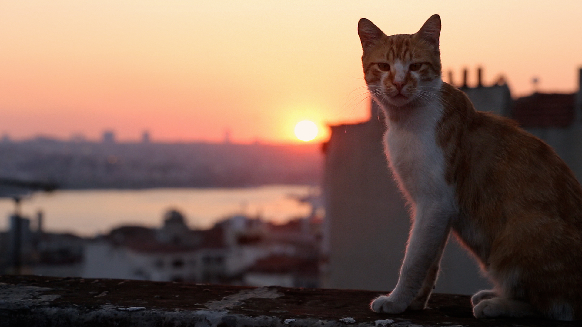 AOTC with editor of the documentary "KEDI" 1