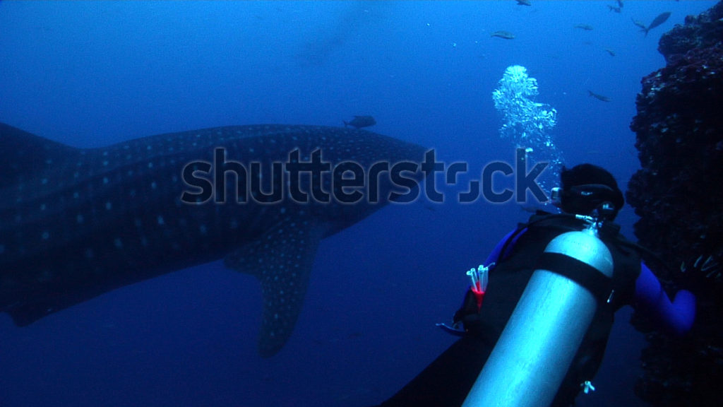Shutterstock Offers Astounding Underwater Footage from Josh Jensen 3