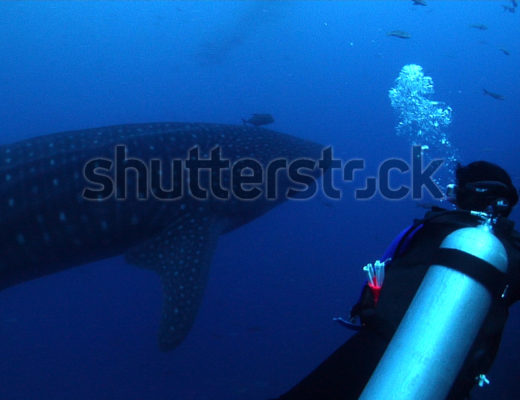 Shutterstock Offers Astounding Underwater Footage from Josh Jensen 4
