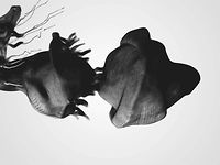 Free 3D Ink Preset for Trapcode Particular 2