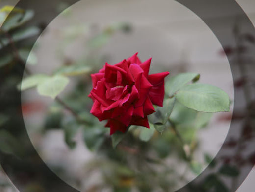 Flower image with wonky lens-correction metadata
