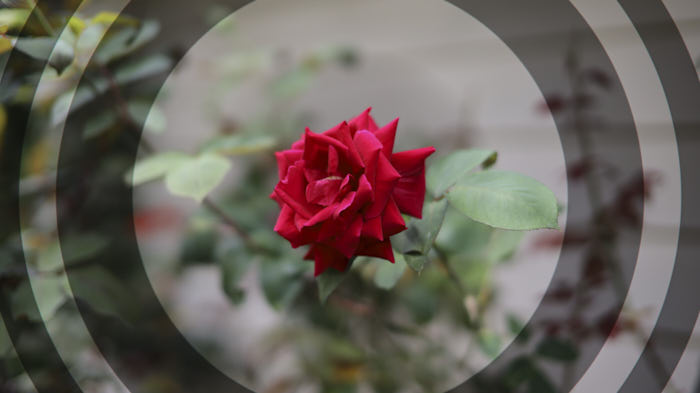 Flower image with wonky lens-correction metadata