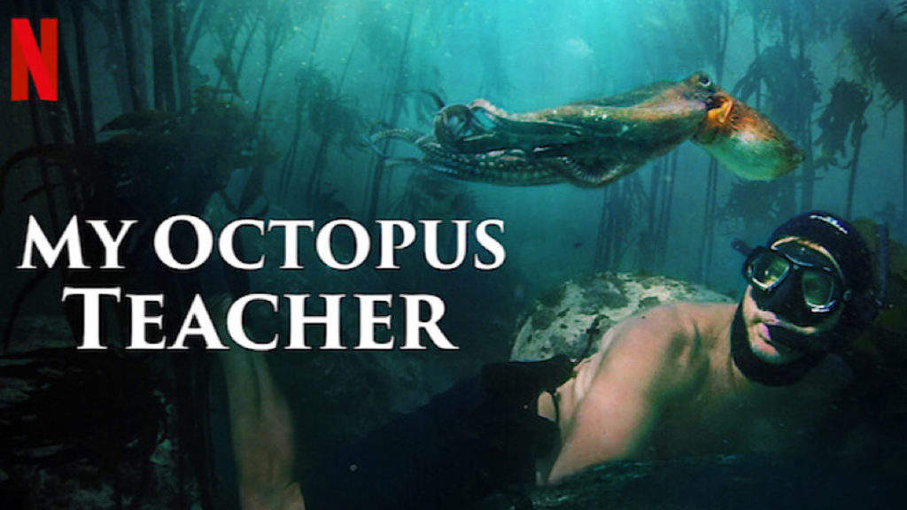 my octopus teacher
