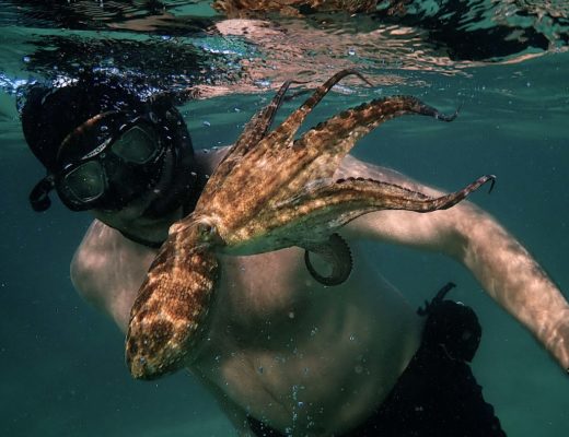 ART OF THE CUT with ACE Eddie winner of "My Octopus Teacher" 16