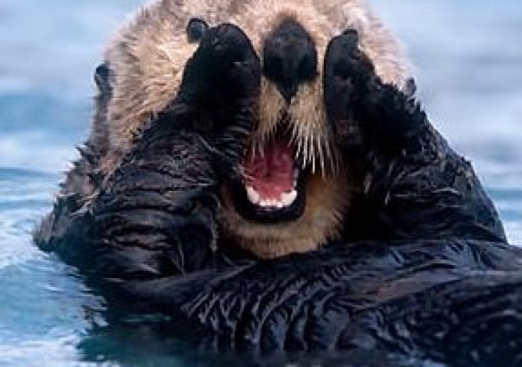 Otter_square.jpg