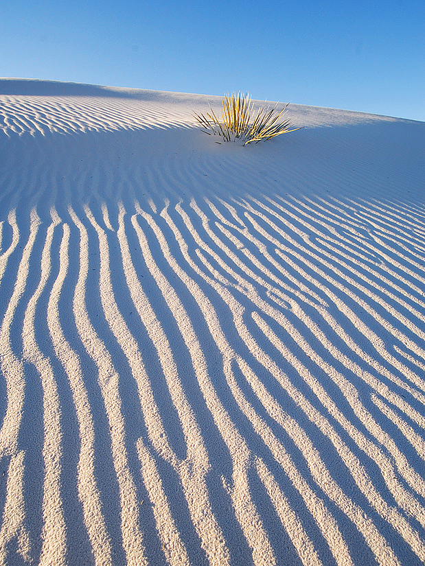 TBolsand207m.jpg