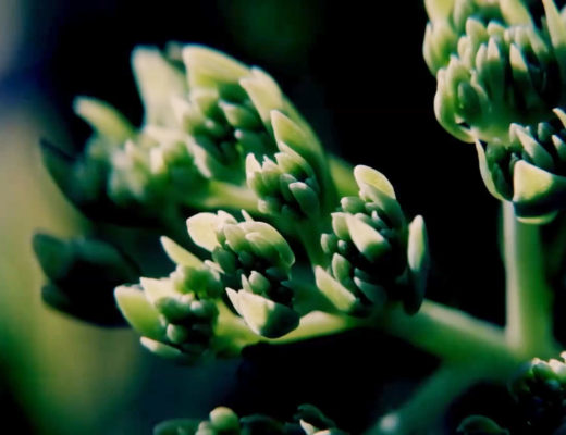 Macro image of a small flower head on a plant, backlit by the sun.