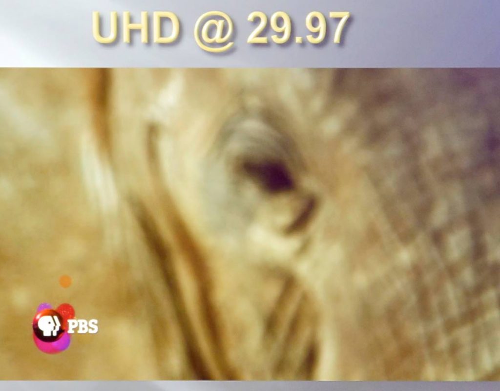 blurry elephant at 29.97fps