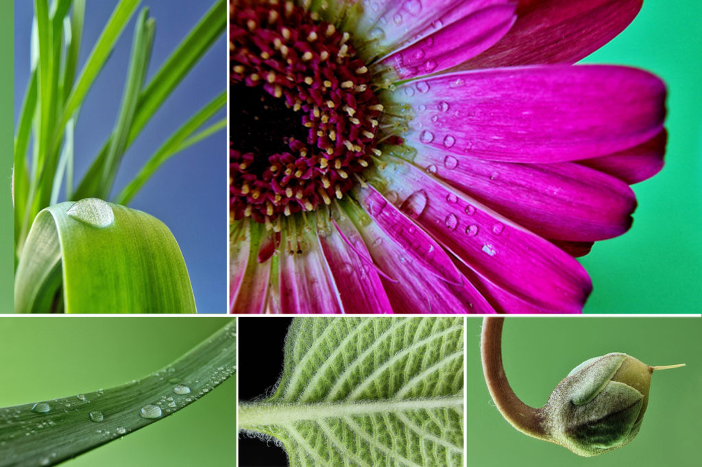 https://www.apple.com/newsroom/2022/01/share-your-best-iphone-macro-photos-for-apples-shot-on-iphone-challenge/