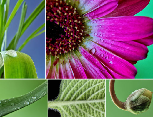 https://www.apple.com/newsroom/2022/01/share-your-best-iphone-macro-photos-for-apples-shot-on-iphone-challenge/