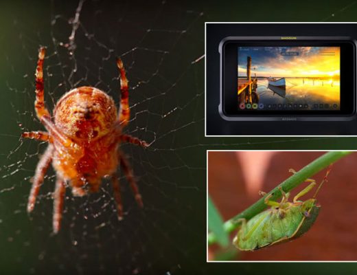 Atomos: go on safari at home and win a Shogun 7
