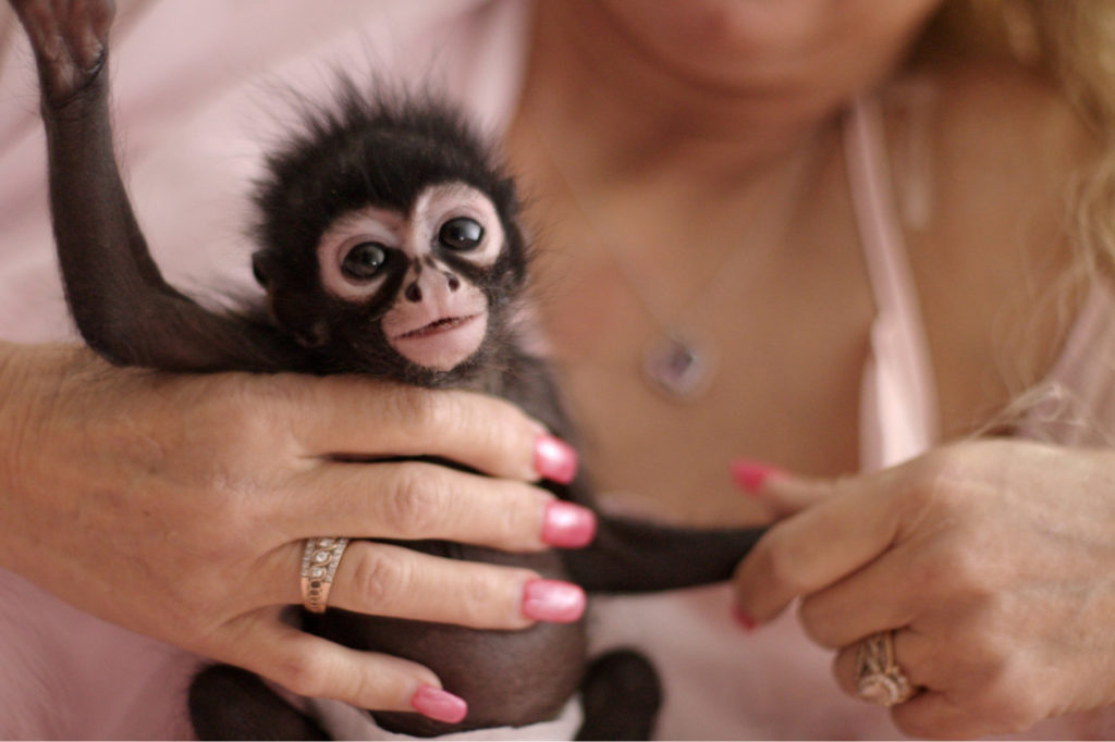 Chimp Crazy docuseries captured with Blackmagic Design