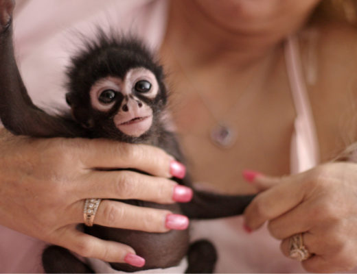 Chimp Crazy docuseries captured with Blackmagic Design