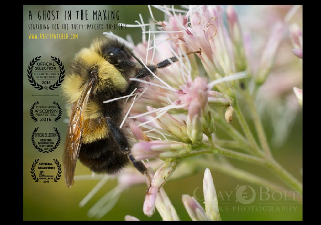 Clay Bolt: filming bees at high-speed