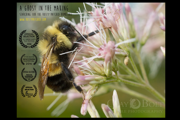 Clay Bolt: filming bees at high-speed