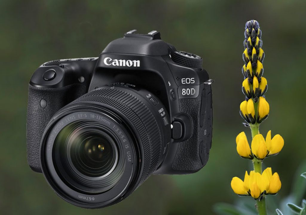 Canon EOS 80D