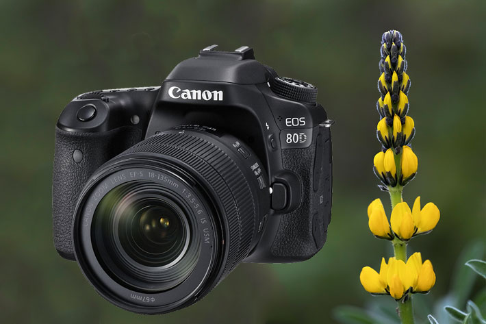Canon EOS 80D
