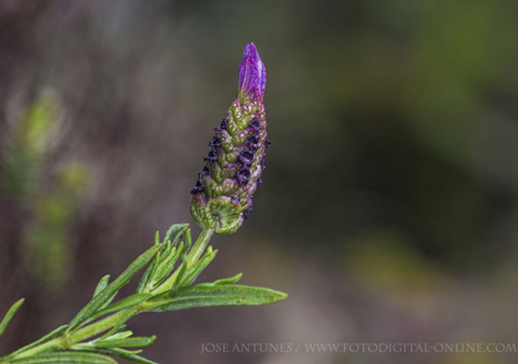 flowersflashrain02.jpg
