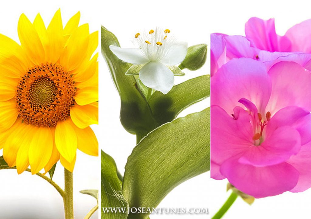 flowerswhite01.jpg