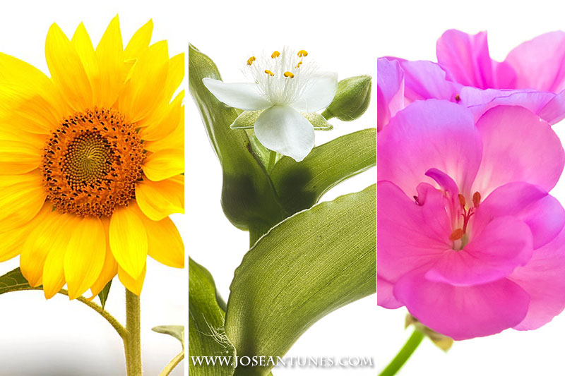 flowerswhite01.jpg