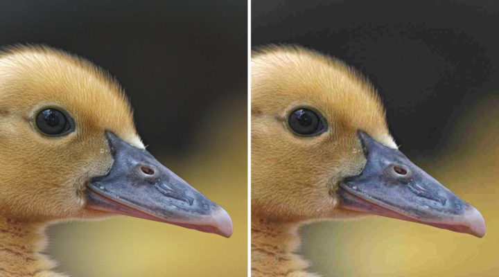 Jpegli: a new JPEG to make the internet faster and more beautiful