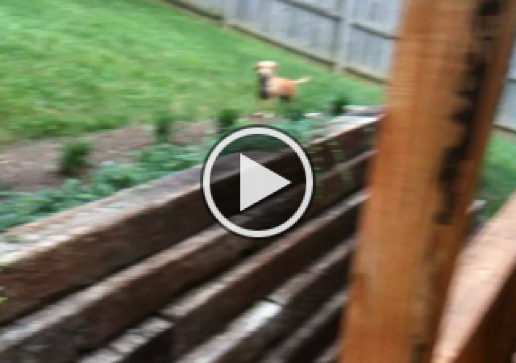 iphone-3gs-video.png