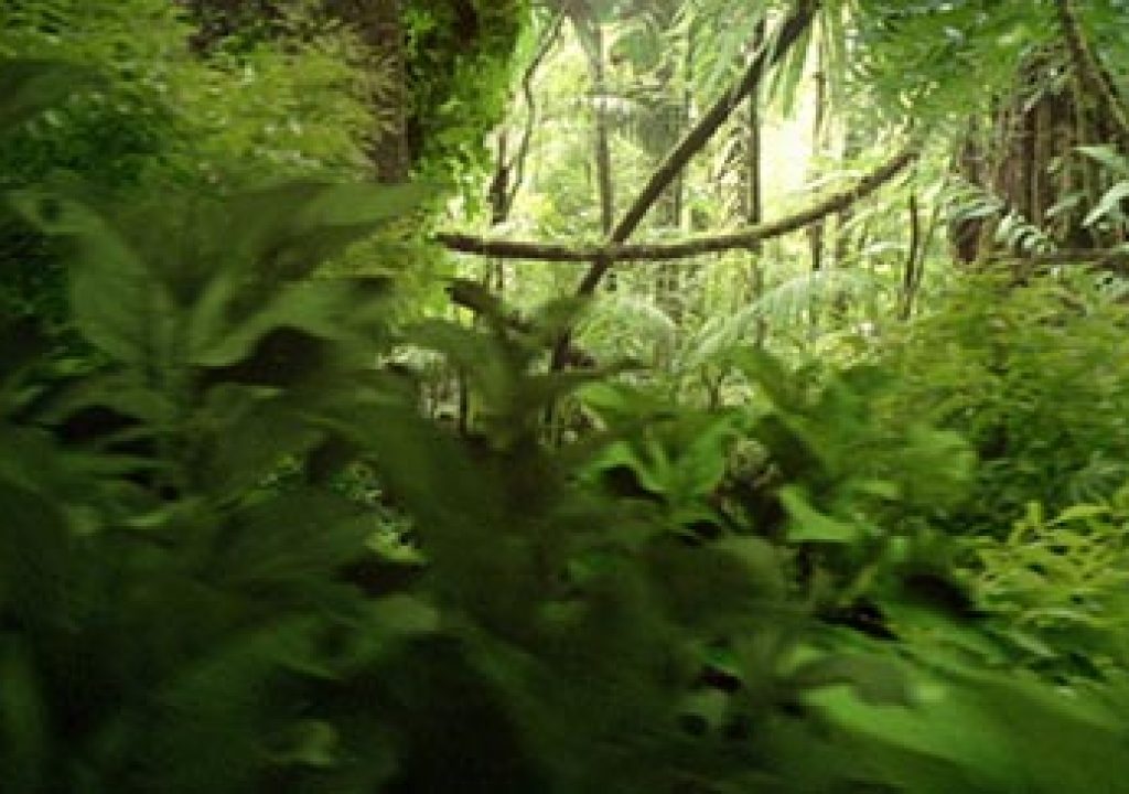 jungled.jpg