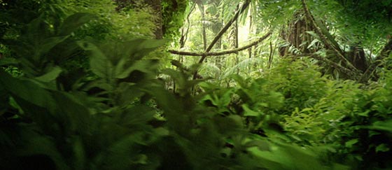 jungled.jpg