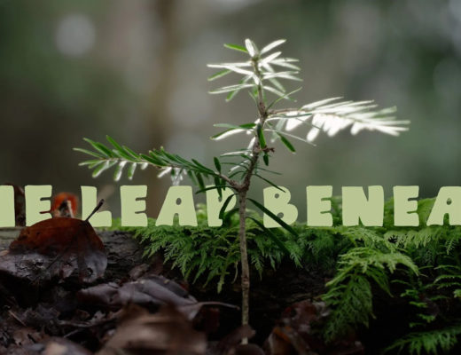 The Leap Beneath: a short film from Laowa you must watch