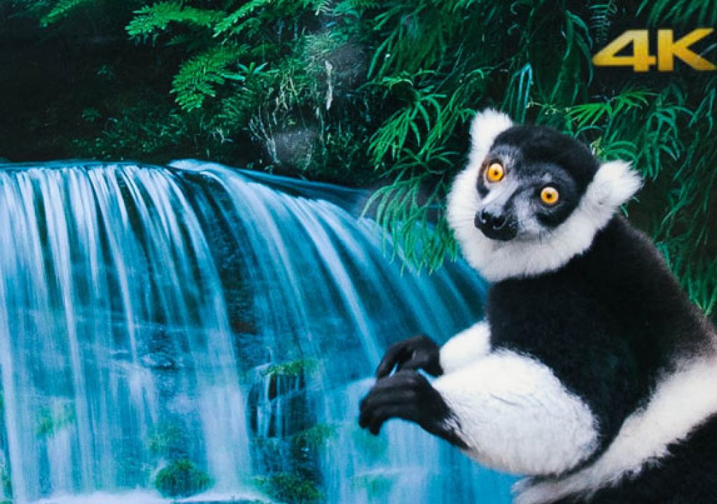Lemurs and langurs watch life-like 4K TV 1