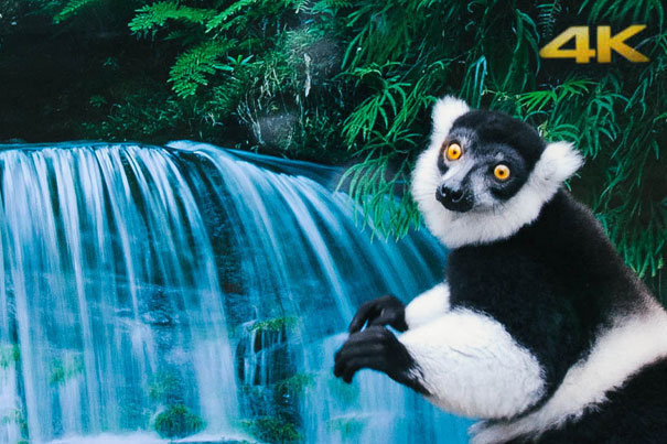 Lemurs and langurs watch life-like 4K TV 1