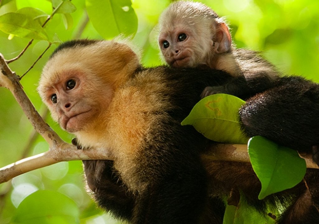monkey.jpg