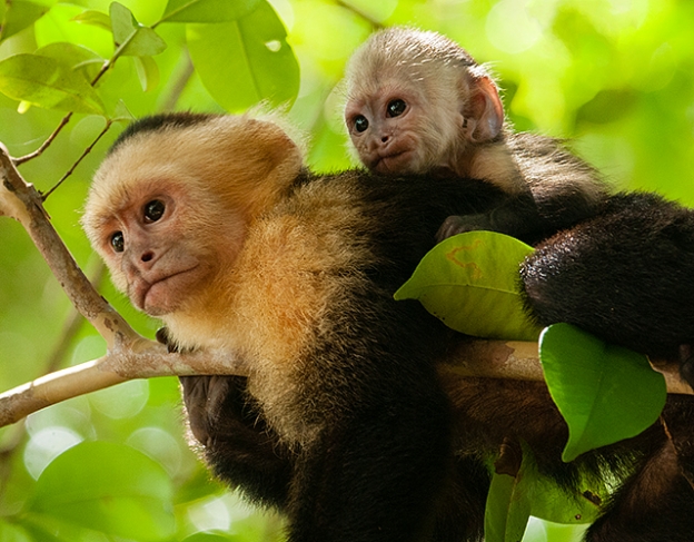 monkey.jpg