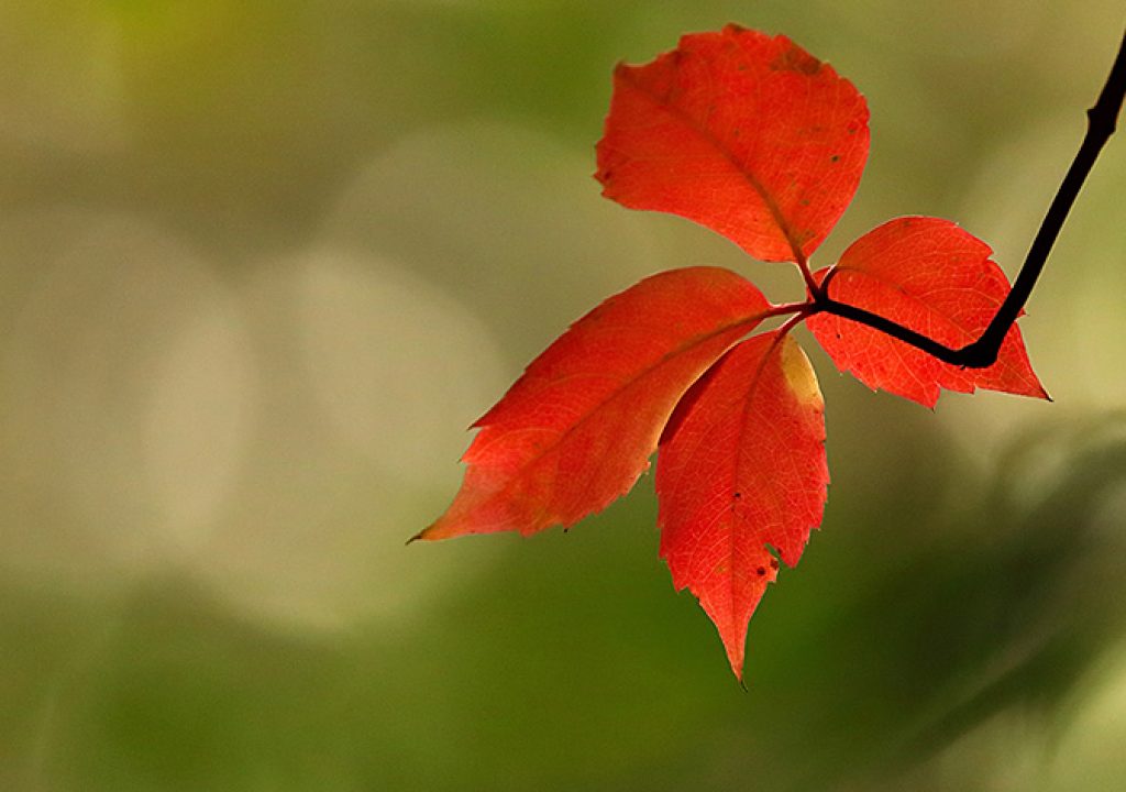 Autumn colors at 1600 ISO