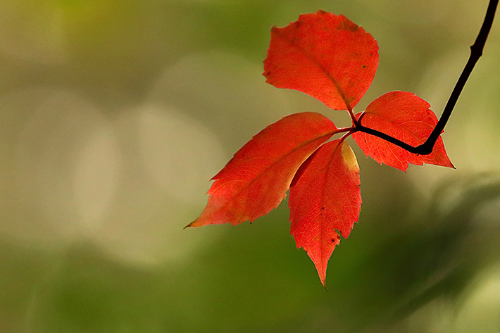 Autumn colors at 1600 ISO