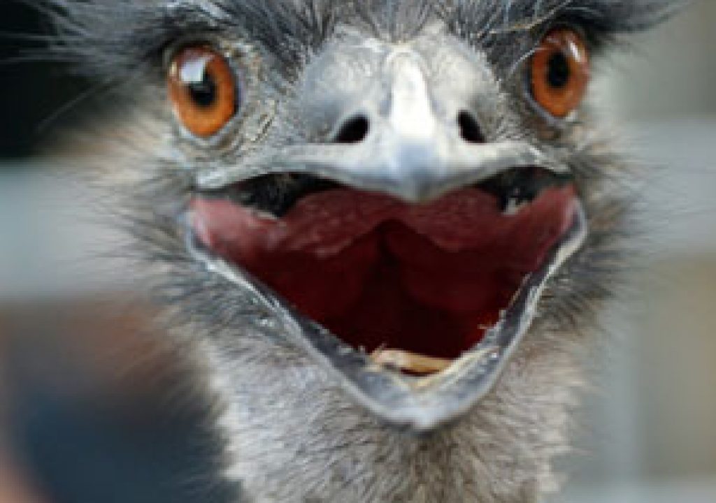 ostrich_300.jpg