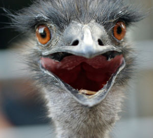 ostrich_300.jpg
