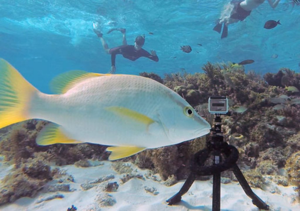 Pakpod: a packable underwater tripod 1