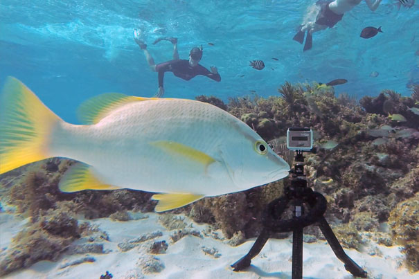Pakpod: a packable underwater tripod 2