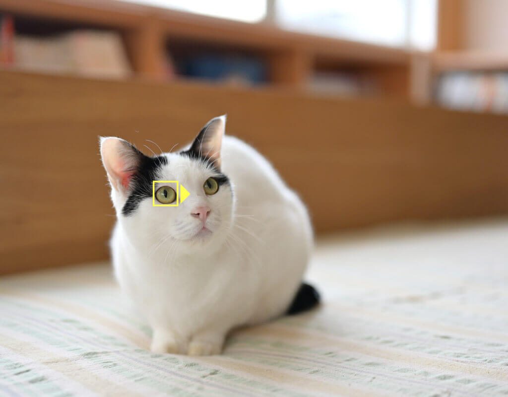 Nikon