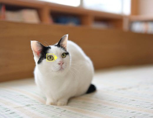 Nikon