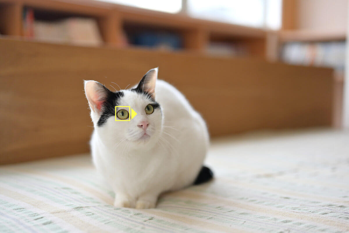 Nikon