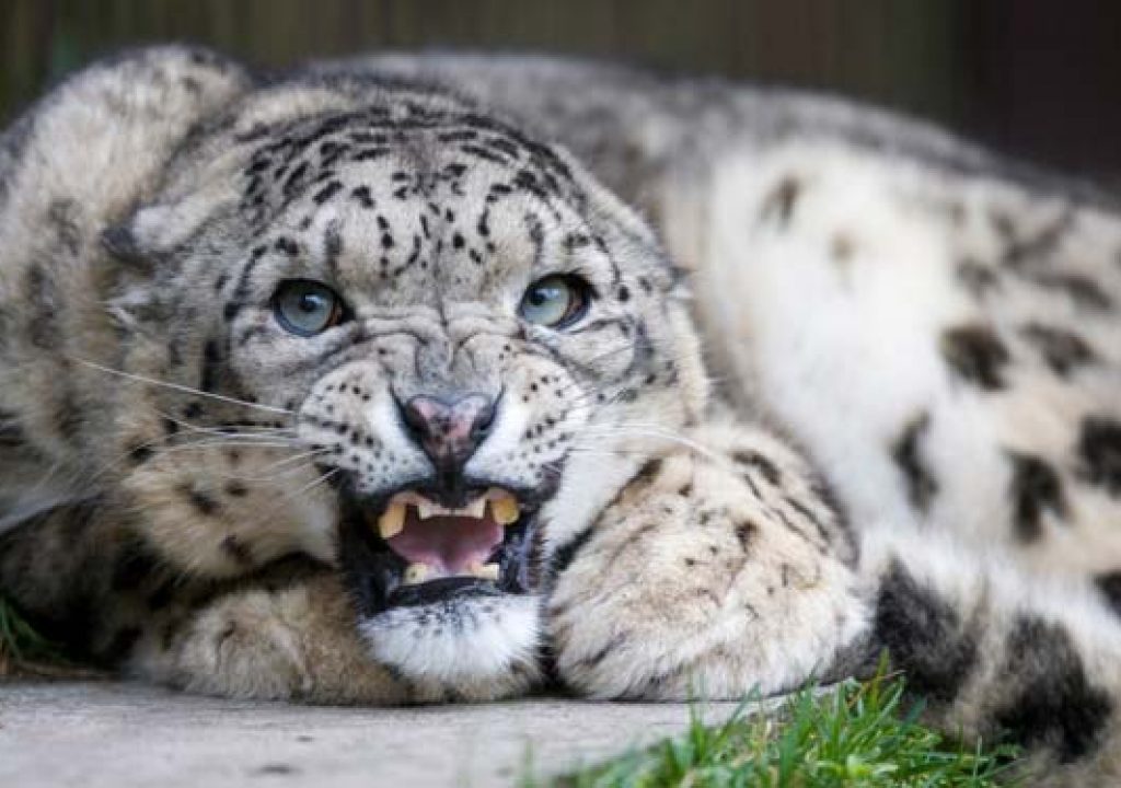 snowleopard_619.jpg