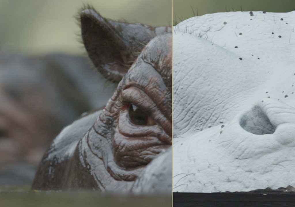 Modern Tarzan has CG hippos and crocodiles