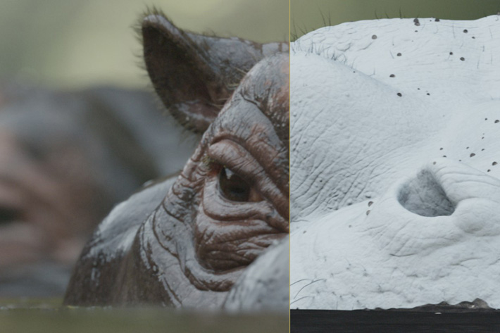 Modern Tarzan has CG hippos and crocodiles