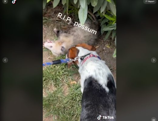 Read this article about Internet video editing and then TikTok 17