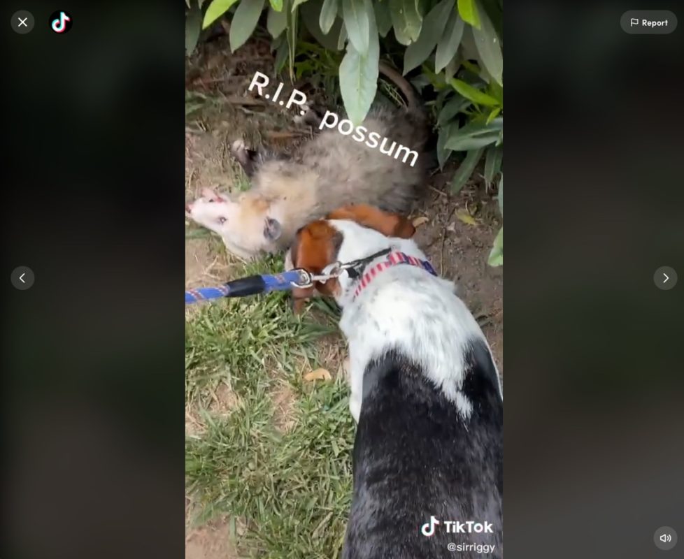 Read this article about Internet video editing and then TikTok 1