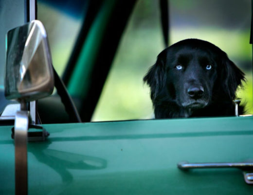 todd-2-1024x683